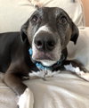 Rosie - Photo 4
