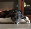 Rosie - Photo 6