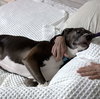 Rosie - Photo 2
