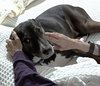 Rosie - Photo 5