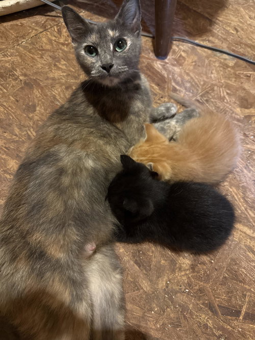 LILLY - Domestic Short Hair available for adoption