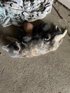 Lilly - Photo 4