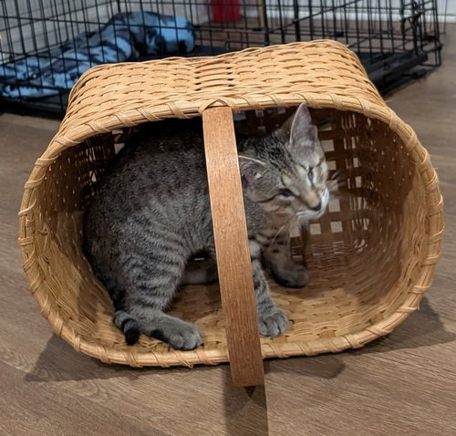 picture of the cat needing adoption