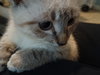 Pancake - Photo 5