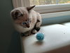 Pancake - Photo 6