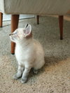 Pancake - Photo 4