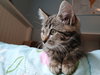 Waffle - Photo 7