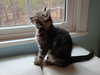 Waffle - Photo 5