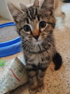 Waffle - Photo 9