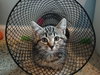 Waffle - Photo 6