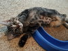 Waffle - Photo 1