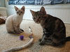 Waffle - Photo 4