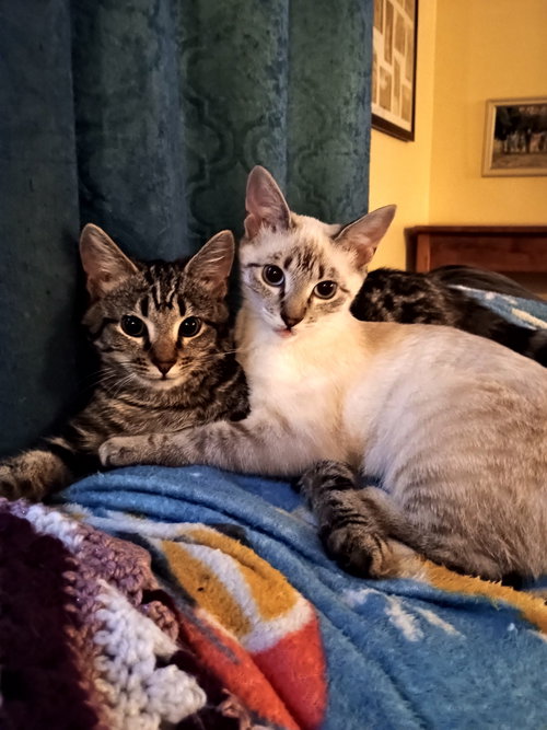 WAFFLE - Domestic Medium Hair / Tabby available for adoption