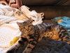 Waffle - Photo 3