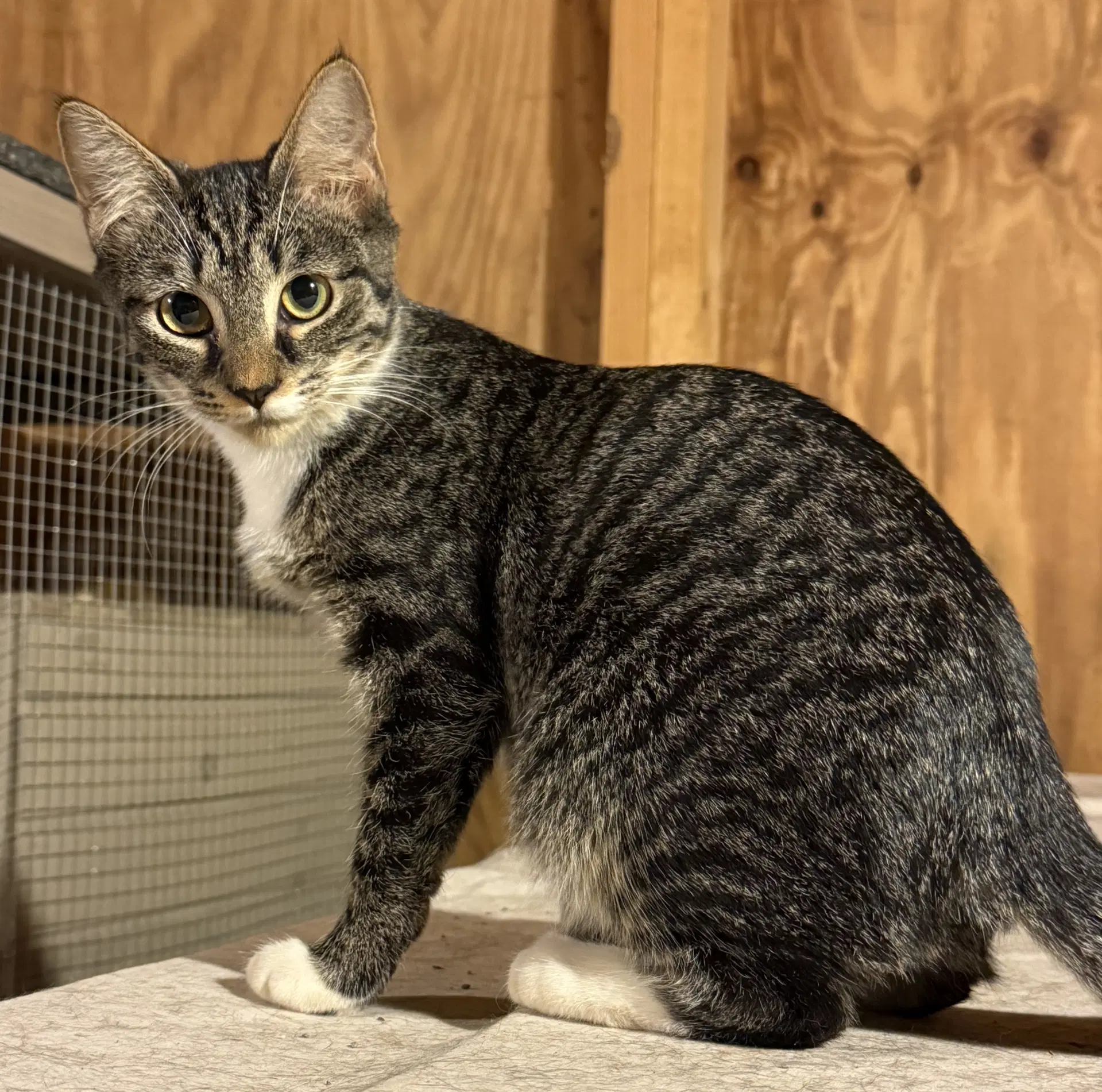 Marnie - Domestic Short Hair