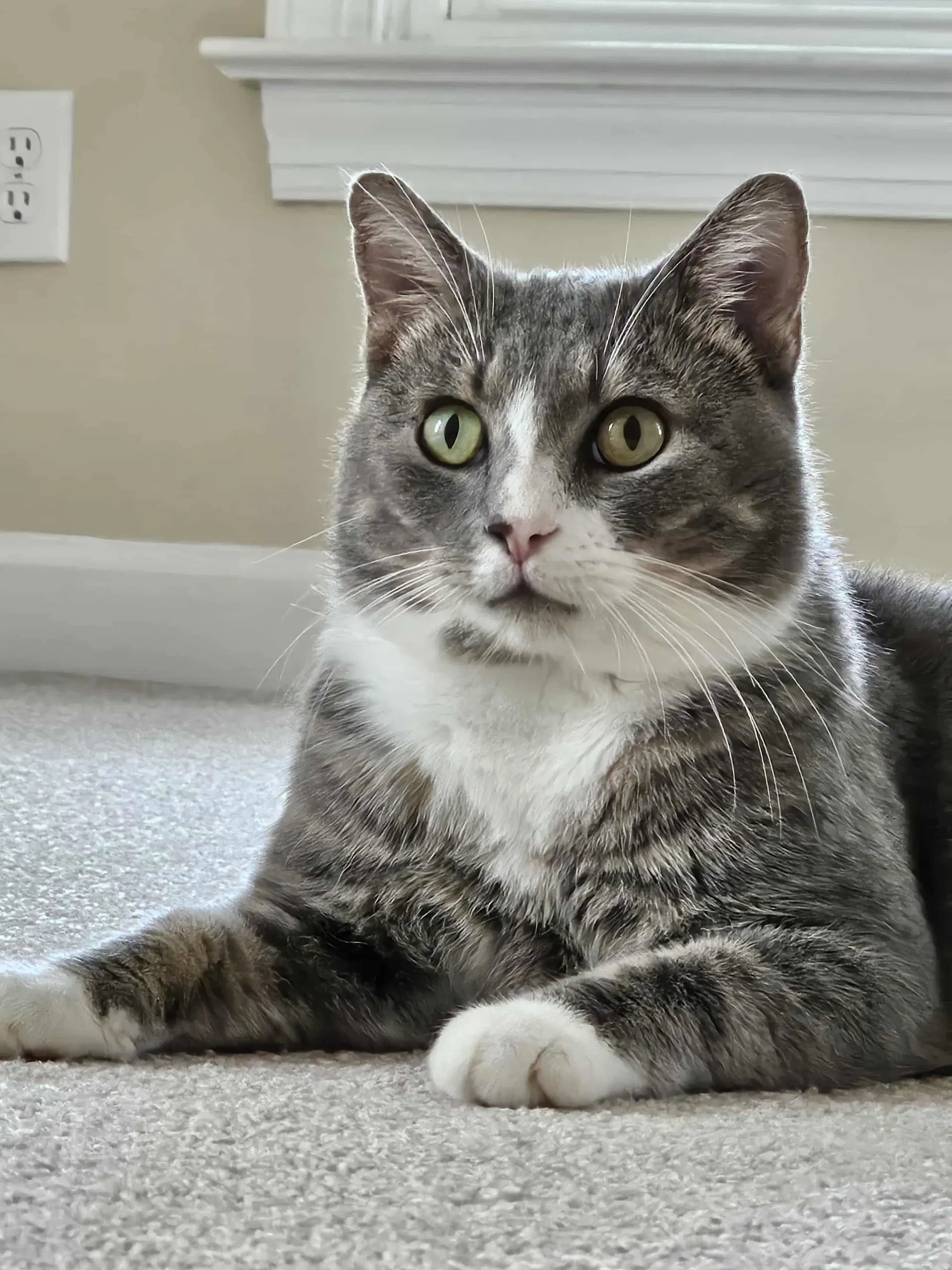 Nikola - Domestic Short Hair