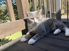 Nikola - Photo 2