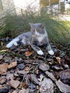 Nikola - Photo 4