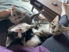Tabitha - Photo 7