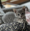 Tabitha - Photo 4
