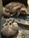 Tabitha - Photo 6