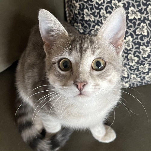 TABITHA - Domestic Short Hair available for adoption