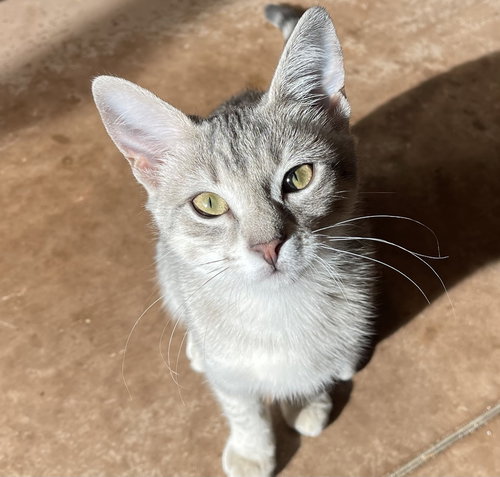 TABITHA - Domestic Short Hair available for adoption