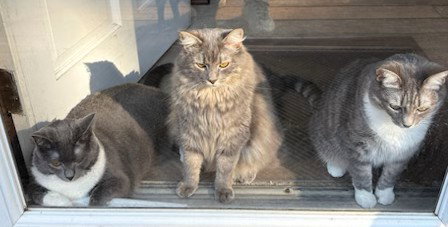 Bella, Boots and Dora Image