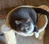 Bella, Boots and Dora - Photo 2