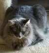 Bella, Boots and Dora - Photo 3