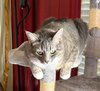 Bella, Boots and Dora - Photo 4