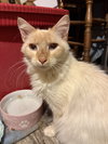 Duchess - Photo 1