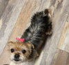 Minnie - Photo 3
