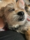 Minnie - Photo 4