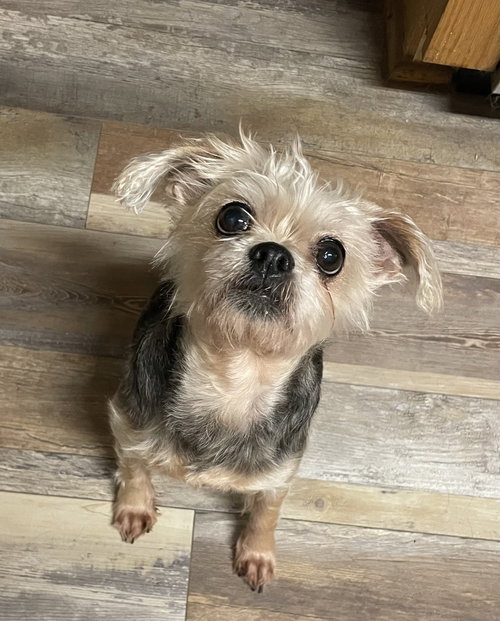 picture of the dog needing adoption