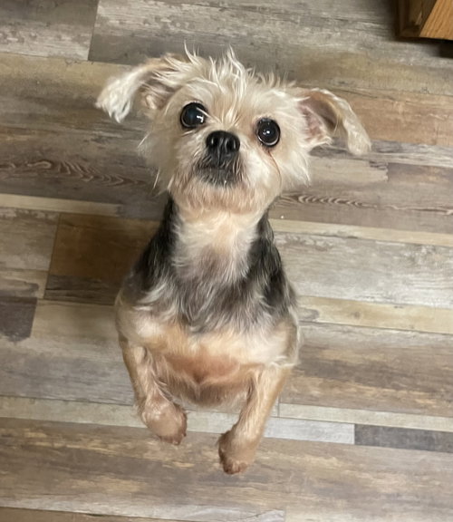 MINNIE - Shih Tzu / Yorkshire Terrier Yorkie available for adoption