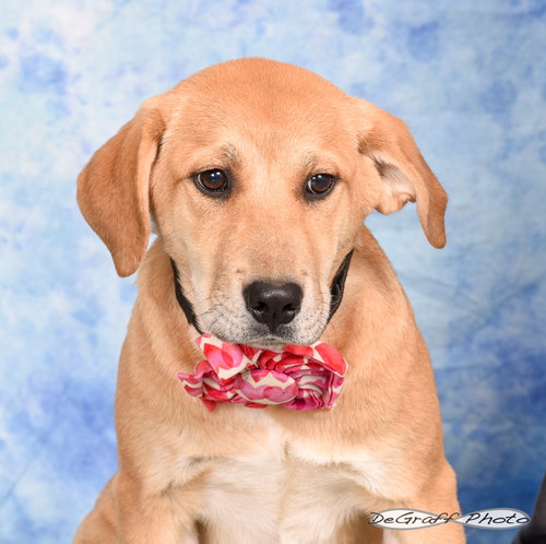 MISTLETOE - Great Pyrenees / Labrador Retriever available for adoption