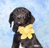 Noelle - Photo 2