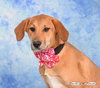 Sugar Plum - Photo 2