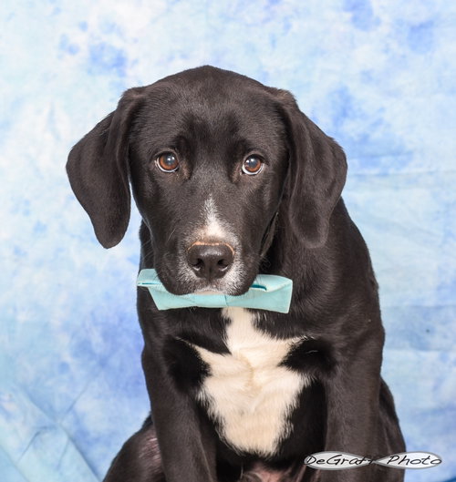 GRINCH - Great Pyrenees / Labrador Retriever available for adoption