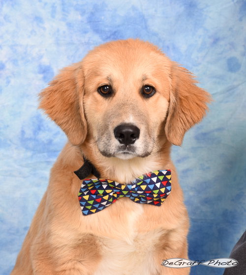 BUDDY - Great Pyrenees / Golden Retriever available for adoption