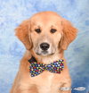 Buddy - Photo 2