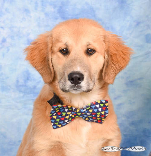 BUDDY - Great Pyrenees / Golden Retriever available for adoption