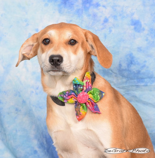 HOLLY - Great Pyrenees / Labrador Retriever available for adoption