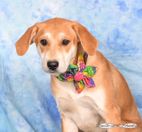 HOLLY - Great Pyrenees / Labrador Retriever available for adoption