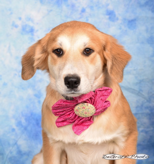 CANDY CANE - Great Pyrenees / Golden Retriever available for adoption