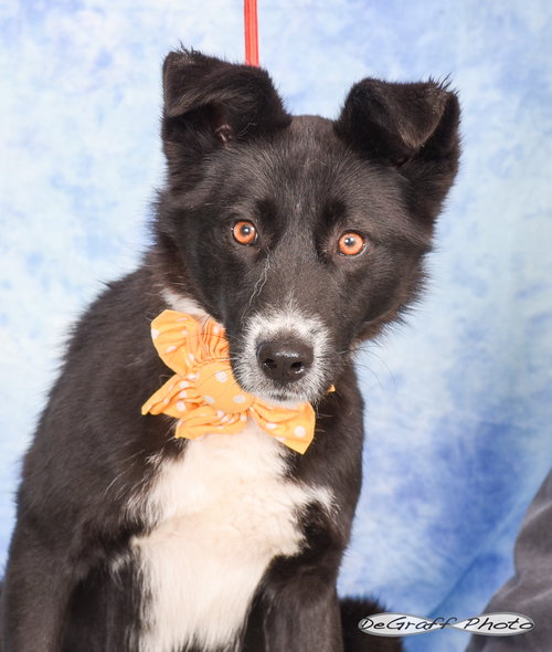 SKYE - Border Collie / Shepherd available for adoption