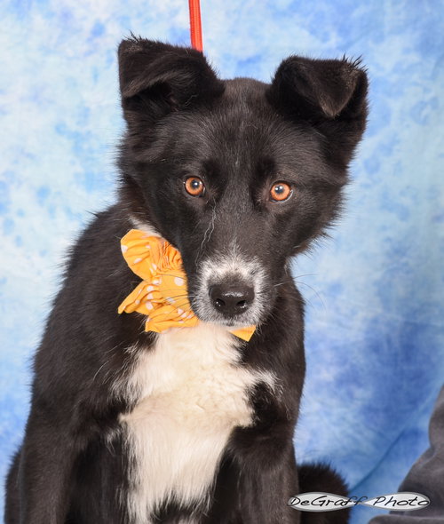 SKYE - Border Collie / Shepherd available for adoption