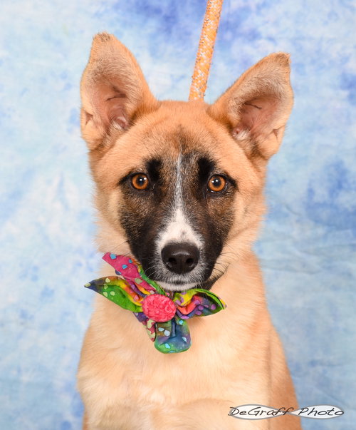 SANDY - Border Collie / Shepherd available for adoption