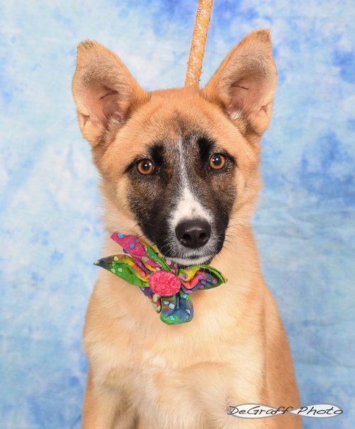 SANDY - Border Collie / Shepherd available for adoption